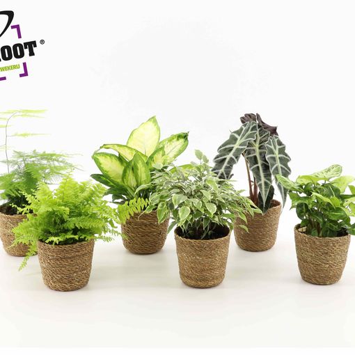 Houseplants MIX