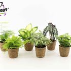 Houseplants MIX