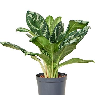 Aglaonema 'Amazon Silver'