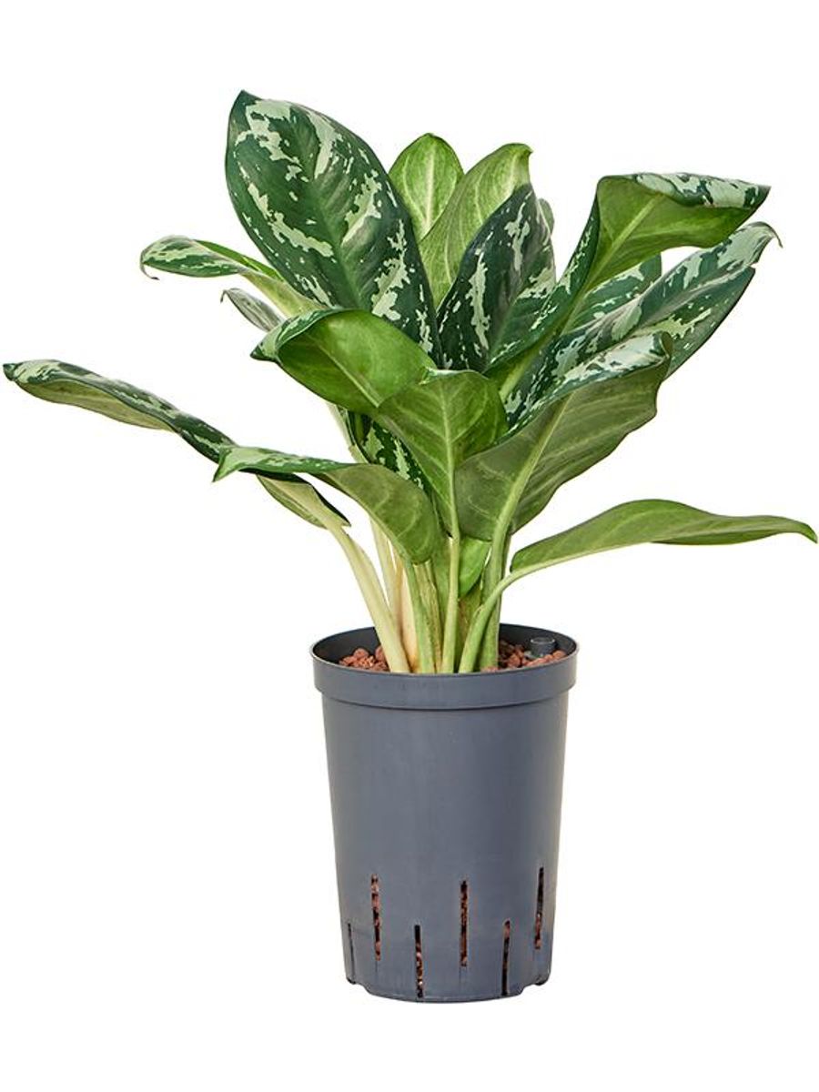 Aglaonema 'Amazon Silver' — Atacado de Plantas FlorAccess