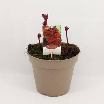 Paeonia RED