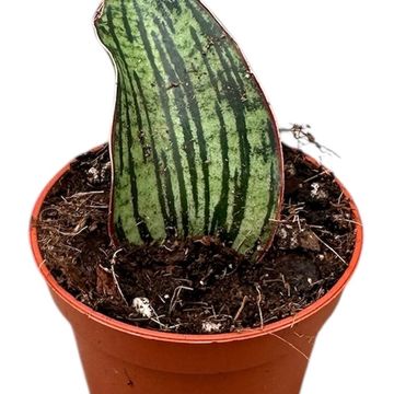 Sansevieria 'Cleopatra'