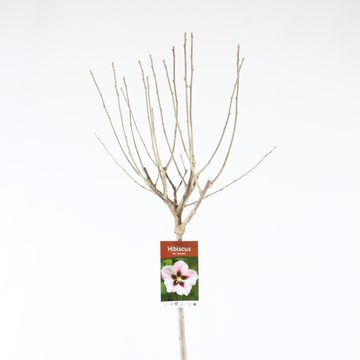 Hibiscus syriacus 'Hamabo'