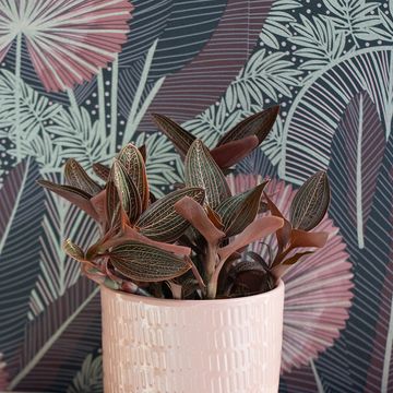 Ludisia discolor RUBY