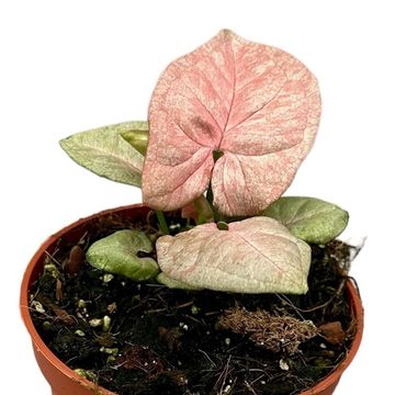 Syngonium 'Pink Marble'