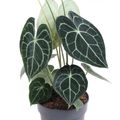 Anthurium clarinervium