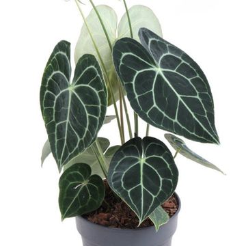 Anthurium clarinervium