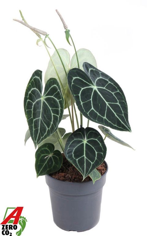 Anthurium clarinervium