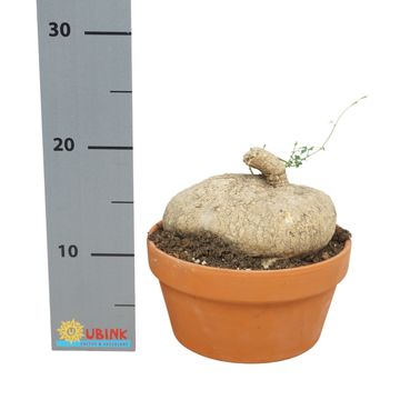 Ibervillea lindheimeri