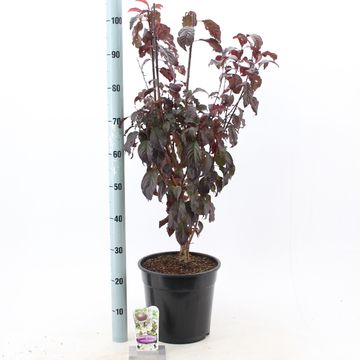 Prunus cerasifera CRIMSON POINTE