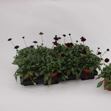 Cosmos atrosanguineus CHOCAMOCHA