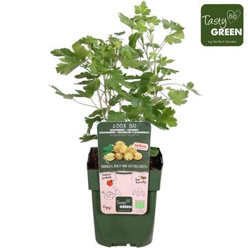 Ribes uva-crispa EASYCRISP LADY SUN