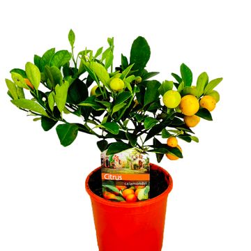 x Citrofortunella microcarpa