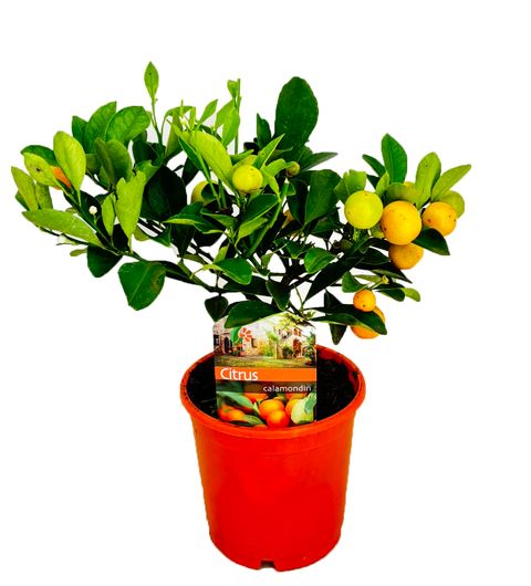 x Citrofortunella microcarpa