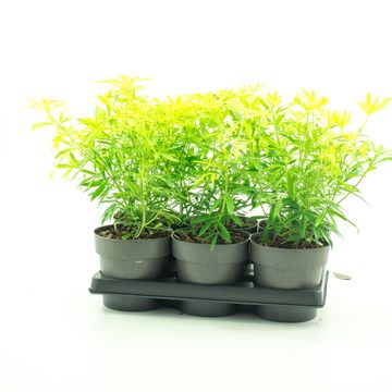 Choisya WHITE DAZZLER