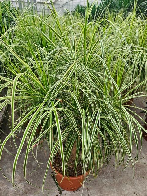 Beaucarnea recurvata 'Yellow Star'