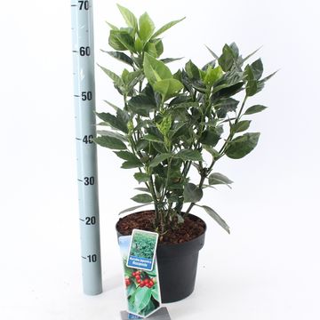 Aucuba japonica 'Rozannie'