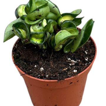 Hoya carnosa 'Compacta Mauna Loa'