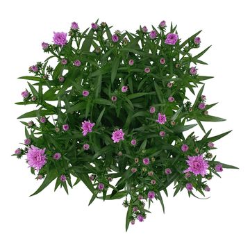 Aster SHOWMAKERS BABY PINK