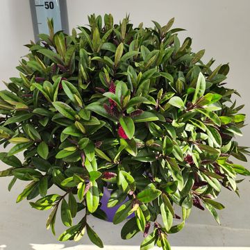 Hebe 'Kirikau'