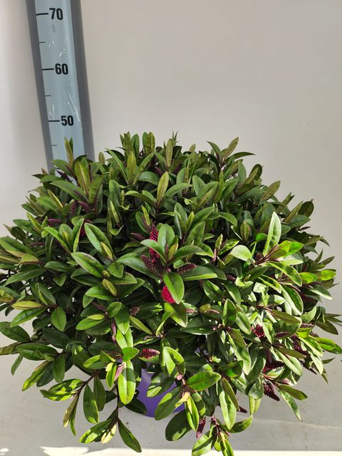 Hebe 'Kirikau'