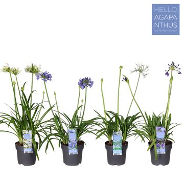 Agapanthus MIX