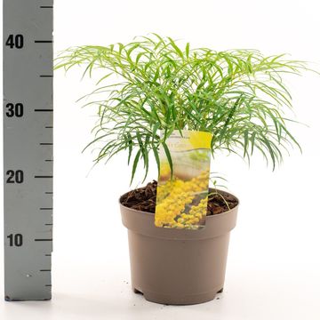 Mahonia eurybracteata 'Soft Caress'