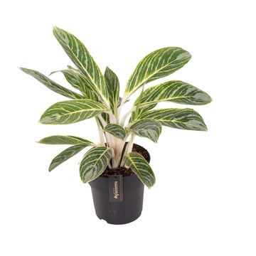 Aglaonema 'Summer Breeze'