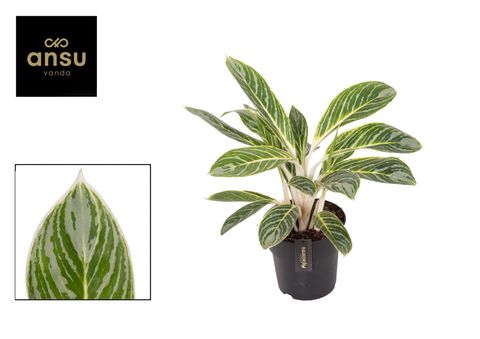 Aglaonema 'Summer Breeze'