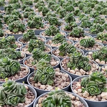Crassula 'Dorothy'