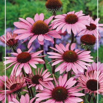 Echinacea purpurea 'Magnus'