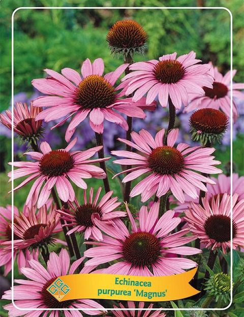 Echinacea purpurea 'Magnus'