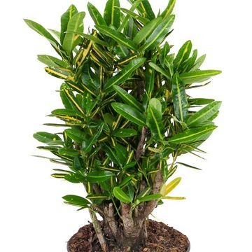 Codiaeum variegatum 'Sunny Star'