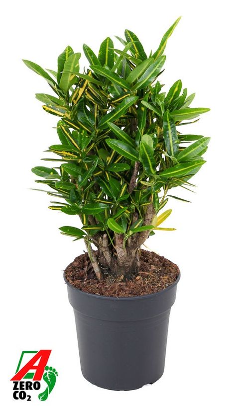 Codiaeum variegatum 'Sunny Star'