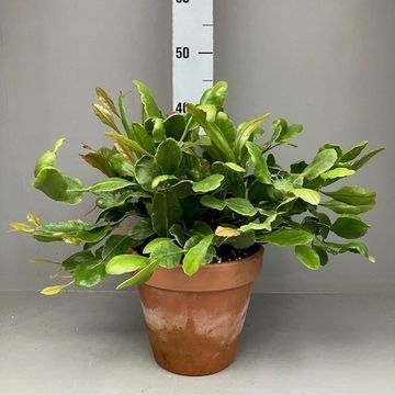 Rhipsalis crispata 'Amstel'