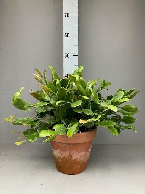 Rhipsalis crispata 'Amstel'