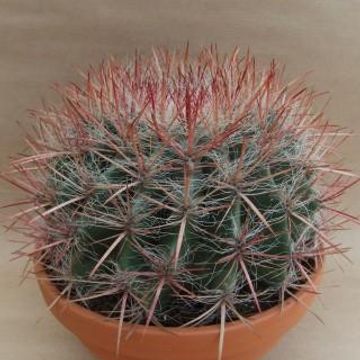 Ferocactus pilosus