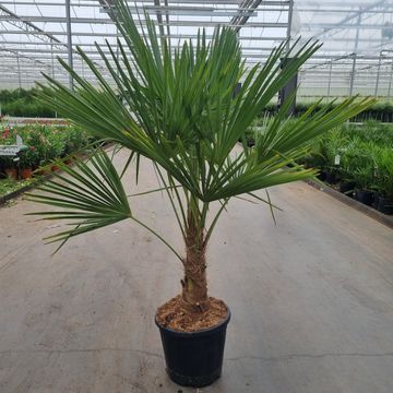 Trachycarpus fortunei