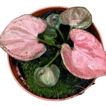 Syngonium 'Orm Nak'