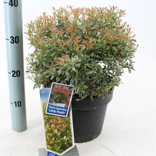 Pieris japonica 'Little Heath' (About Plants Zundert BV)