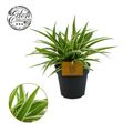 Chlorophytum comosum 'Ocean'
