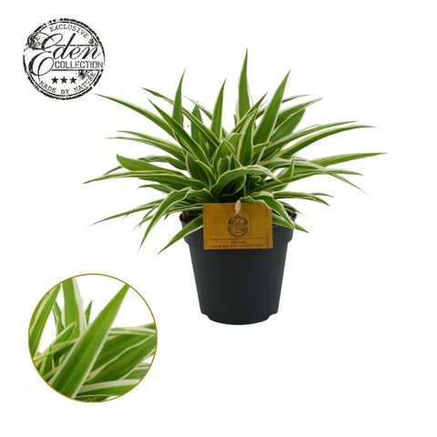 Chlorophytum comosum 'Ocean'