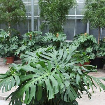 Monstera deliciosa
