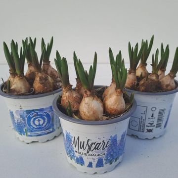 Muscari 'Blue Magic'