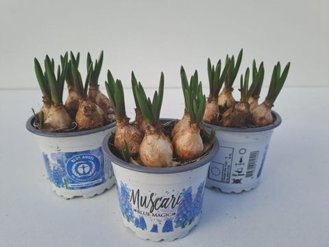 Muscari 'Blue Magic'