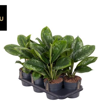 Aglaonema 'Onyx Green'