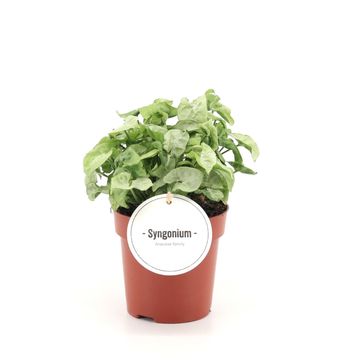 Syngonium 'White Butterfly'