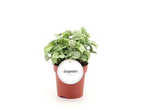 Syngonium 'White Butterfly'