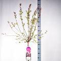 Syringa microphylla 'Суперба'