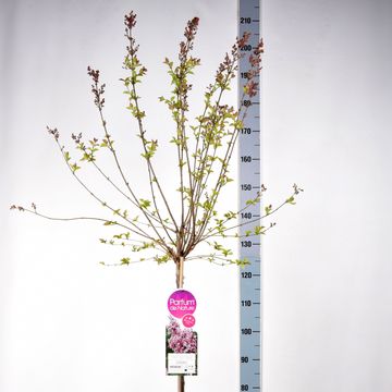 Syringa microphylla 'Superba'